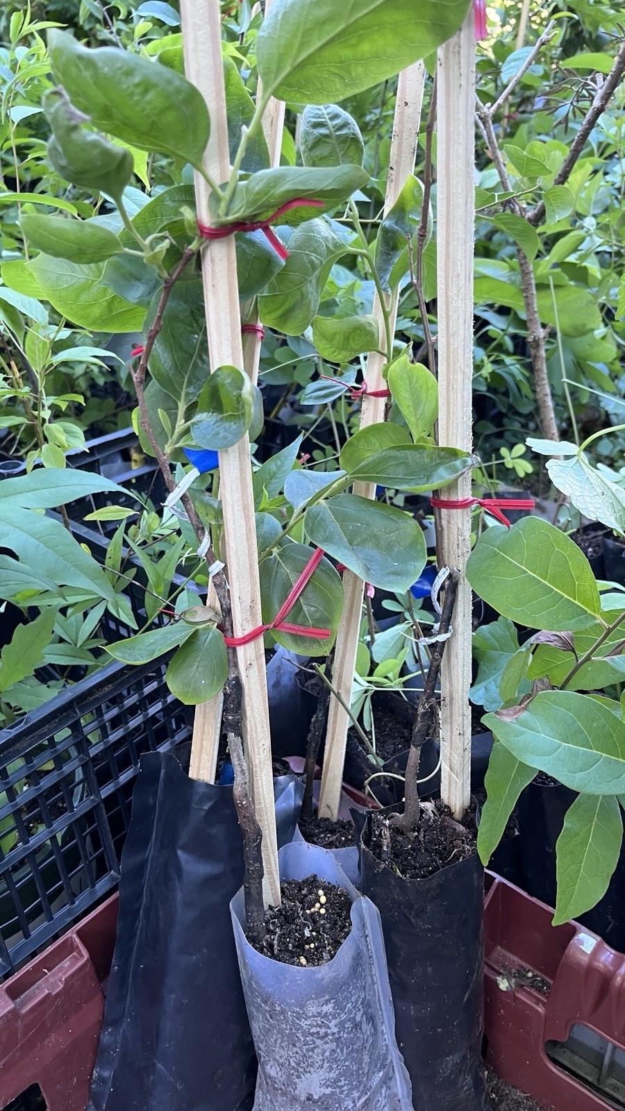 Saijo Asian Persimmon, grafted, 12-18 inches tall live tree plant
