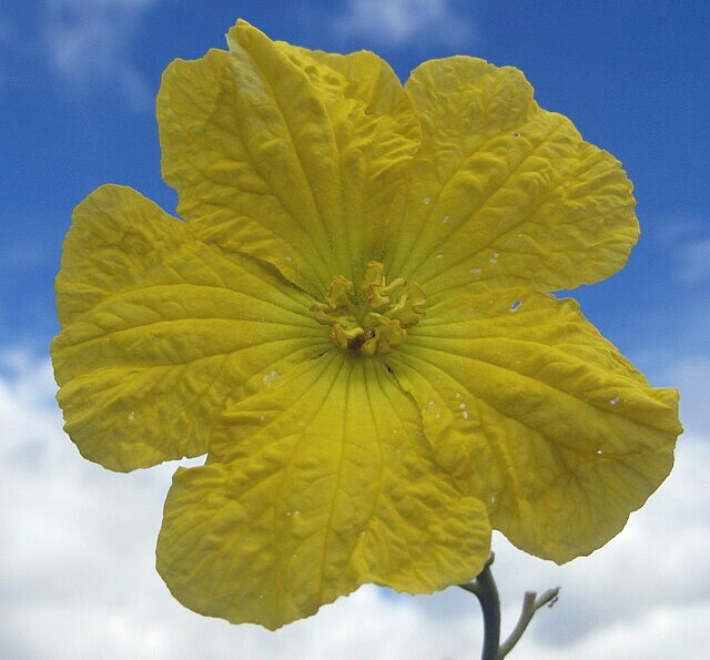 Luffa cylindrica | Sponge Gourd | 10 Seeds