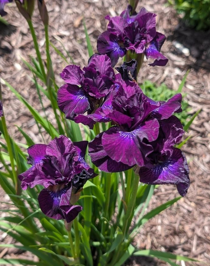 SIBERIAN IRIS PURPLELICIOUS ( 1 ) Bare Root Perennial Rhizome * SPRING SHIPPING