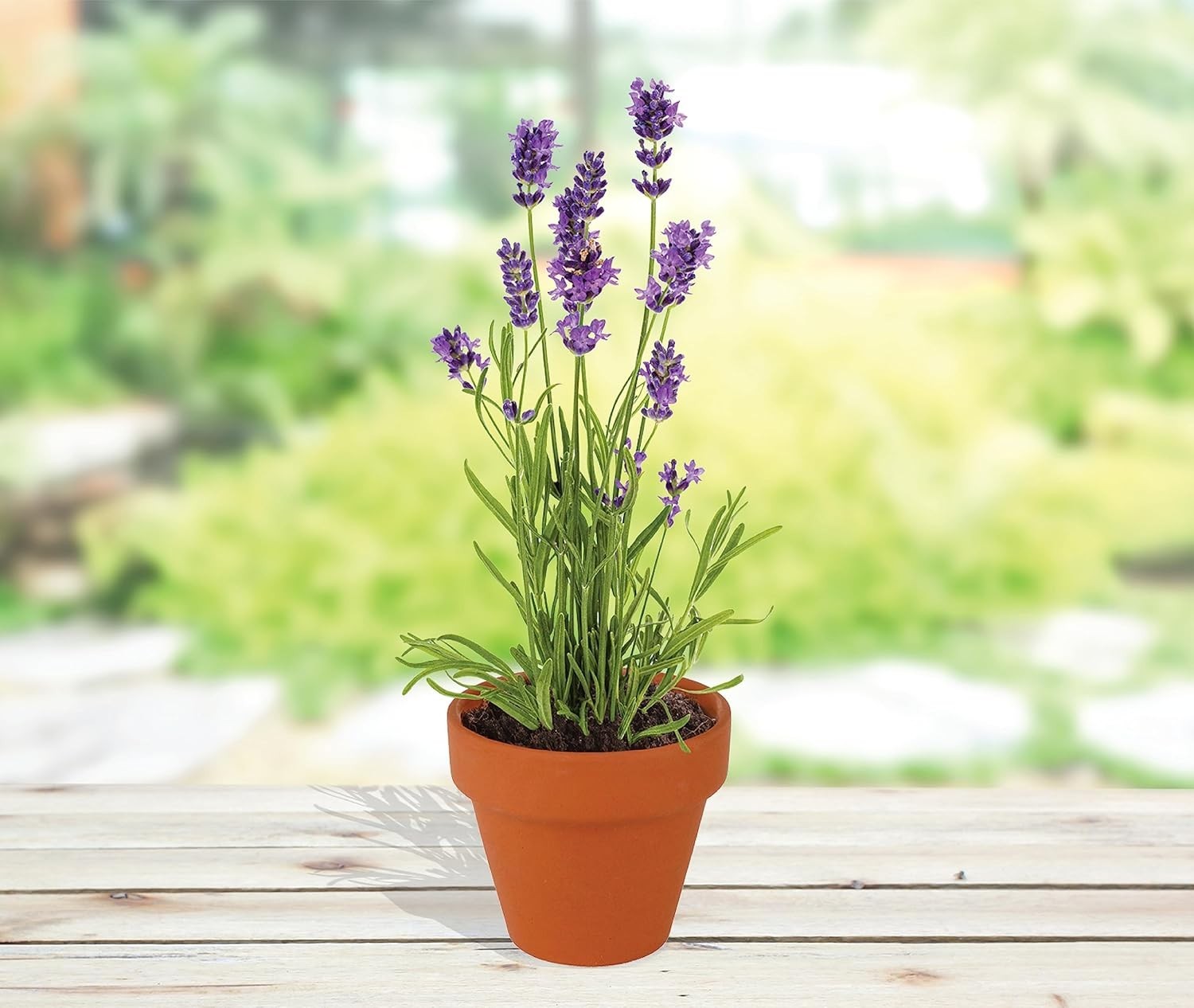 Seeds Terracotta Mini Grow Pots – Herb Flower Plant Starter Kit Assorted 20-P…