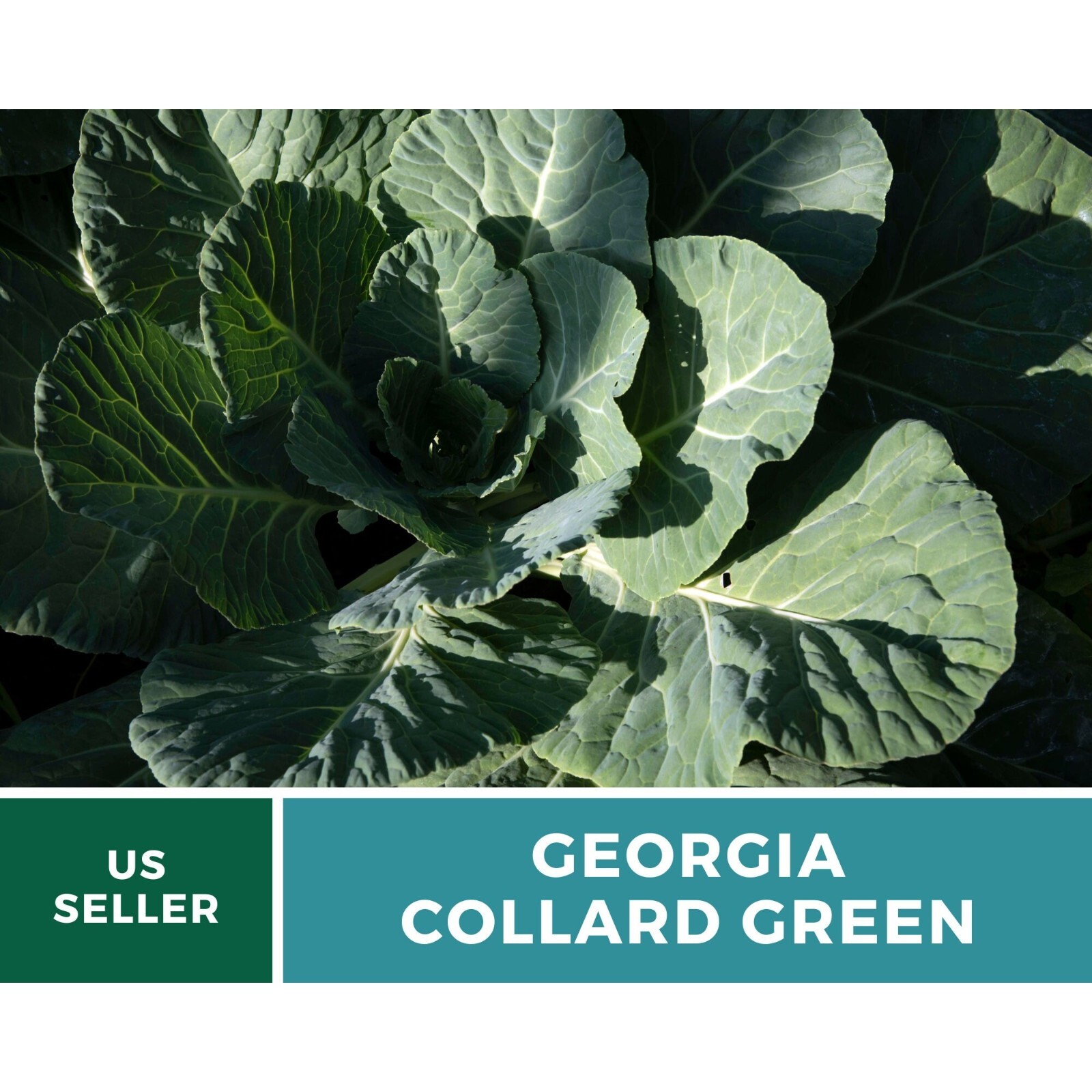 Collard Greens, Georgia – 100 Seeds – Heirloom Vegetable – Open Pollinated – Non
