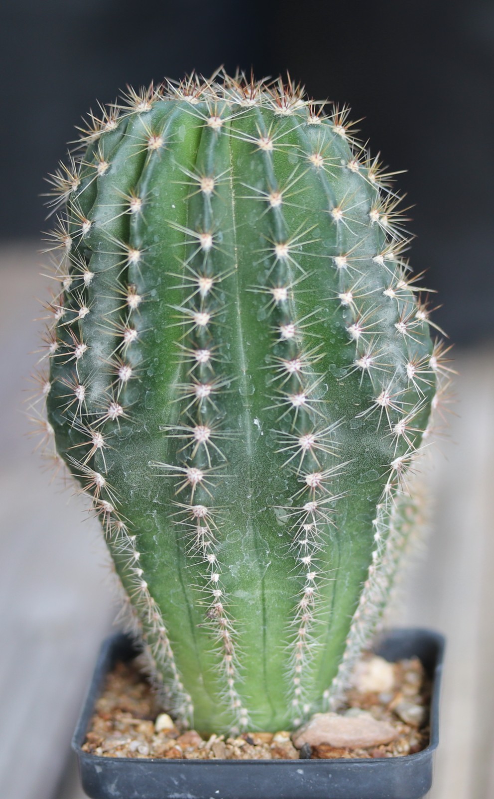 Echinopsis hybrid ‘Hans Sachs’