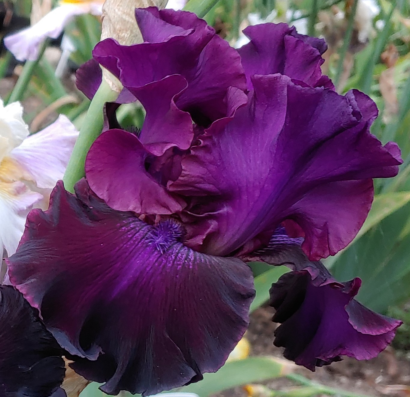 private listing ‘ Tall Bearded Iris Rhizome PRE-SALE to Ship Aug/Sept