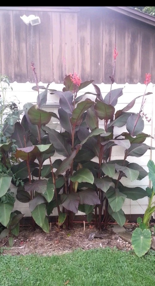 10 For $10 canna lily bulbs dark Red lot of 10 Grows 8-10 Ft. Easy And Fun.