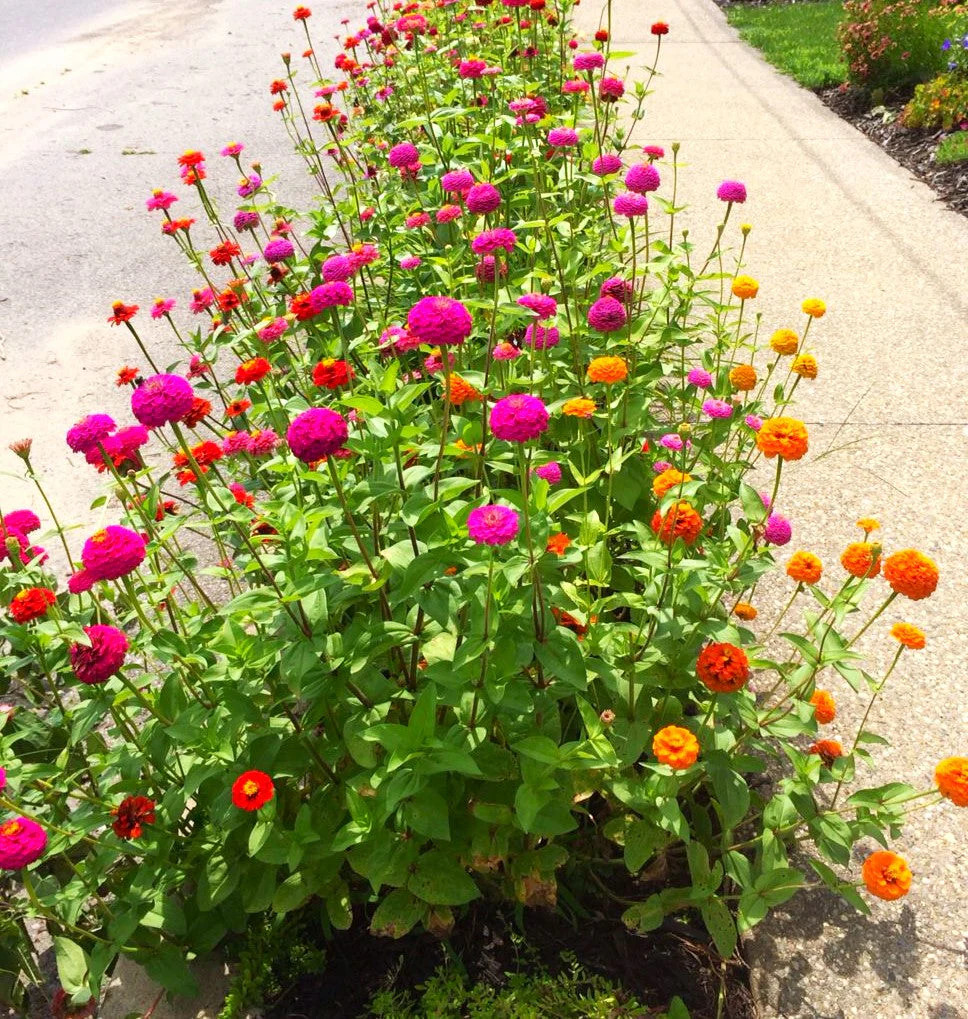 Lilliput Mix Zinnia Seeds | Pom Pom Dwarf Rainbow Multi Color Flower Seed 2024