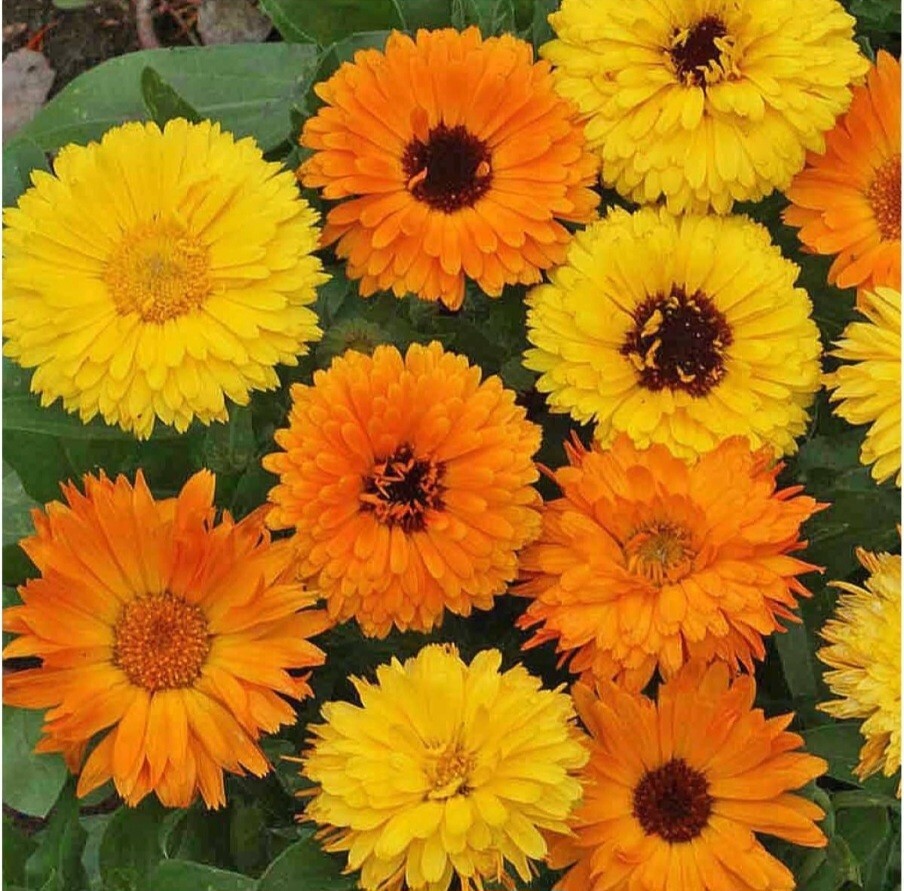 Calendula Seeds (Calendula officinalis)