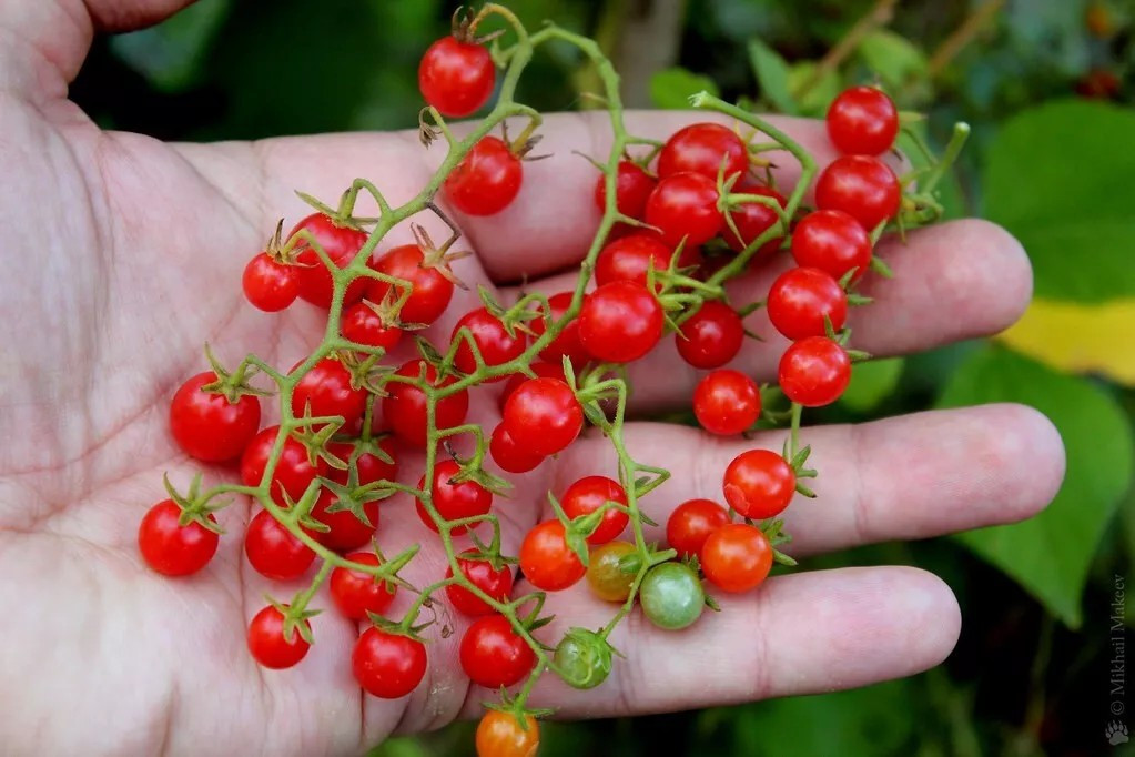 120+ Sweet Pea Currant Tomato Seeds —- TINY — 1000’s of Tomatoes —— RARE