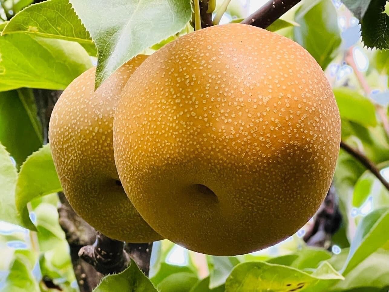 Asian Pear, Japanese Pear, Korean Pear, Pyrus Pyrifolia – 10 Seeds 2025 – USA