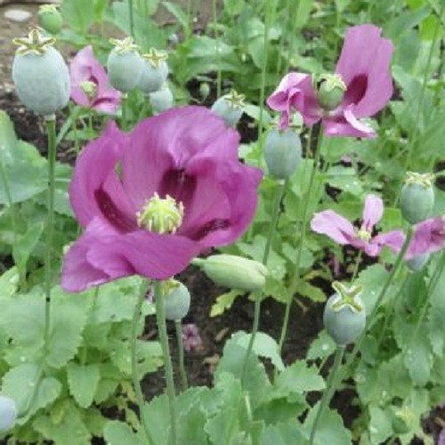 Heirloom Hungarian Blue Breadseed Poppy Seeds | Stratified Papavaer somniferum