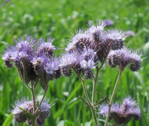 LACY PHACELIA Phacelia Tanacetifolia – 50,000 Bulk Seeds