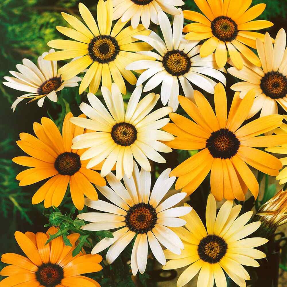100 African Daisy – Mix Seeds (Dimorphotheca Aurantiaca) Flower Seeds USA SELLER