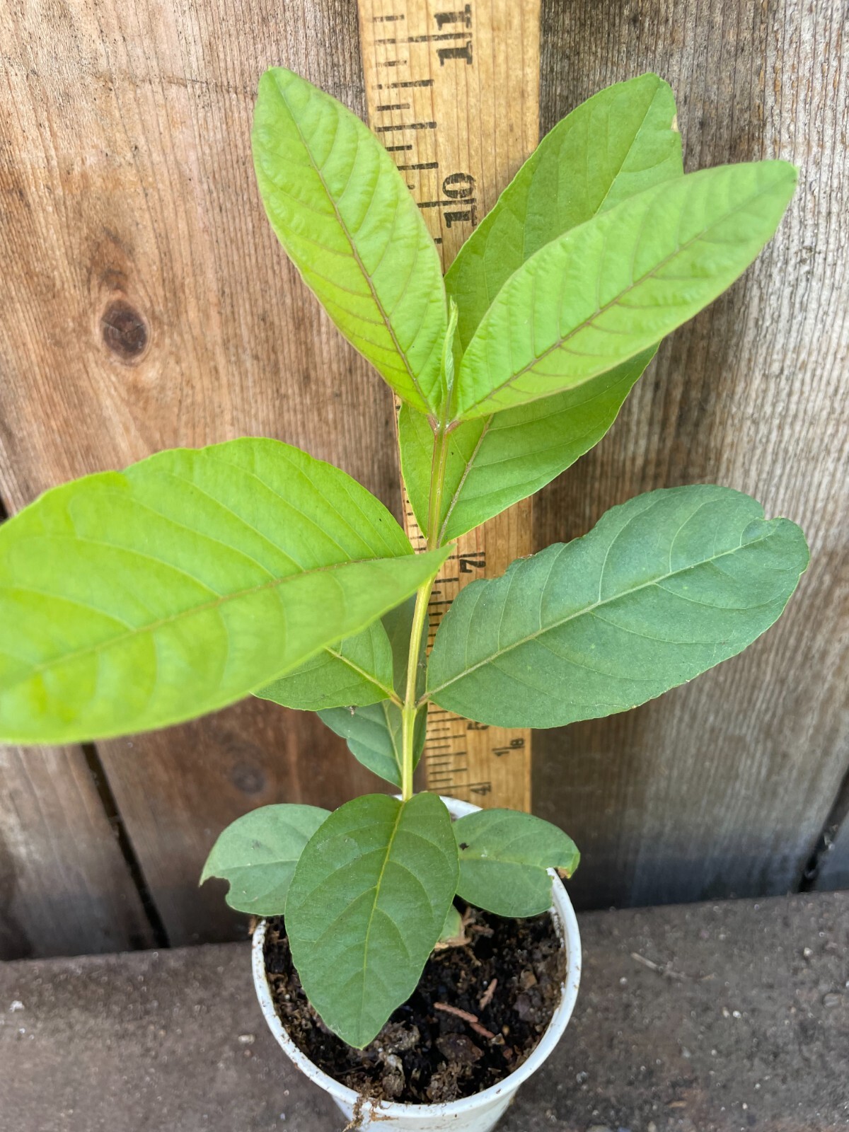 1 Sweet Ruby Supreme Big Fruit Guava Starter Tree, Psidium guajava Tree App 50″
