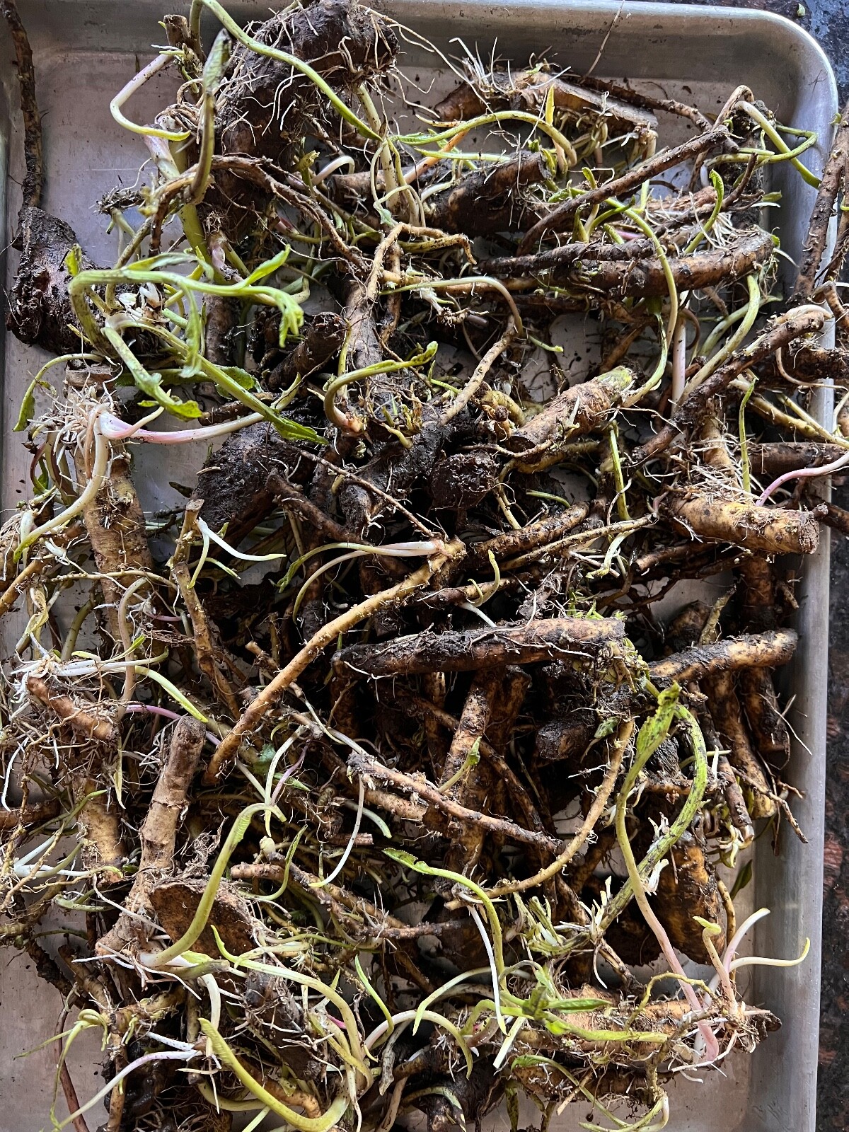 HORSERADISH ROOTS / STARTS (Common), ORGANIC: 6 ea. pre-sprouted