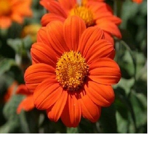 65+ Mexican Torch Orange Sunflower Seeds by my, Brooklyn Botanical Garden’sClub!