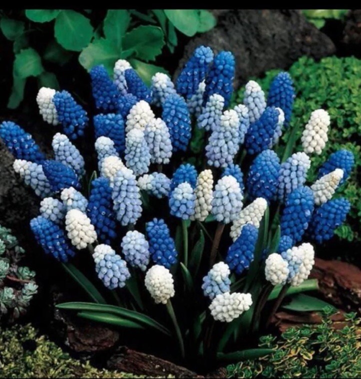 25 MUSCARI GRAPE HYACINTHS FLOWER BULBS Mix Color PERENNIAL SPRING BLOOMS!