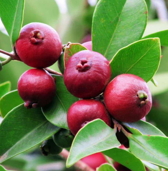 Strawberry Guava Plant – 5-9″ Tall – Sweet Edible Tropical Fruit Tree for Garden
