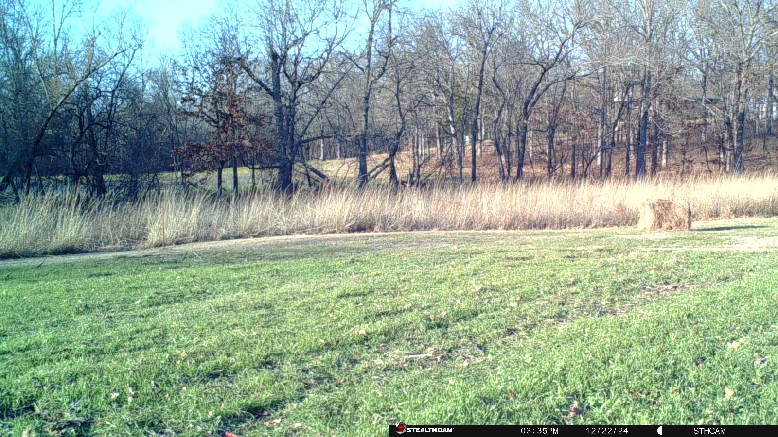 Spot On Winter Forage Oats Seed 10 lb Bag – Deer & Turkey Food Plot, Cold Hardy