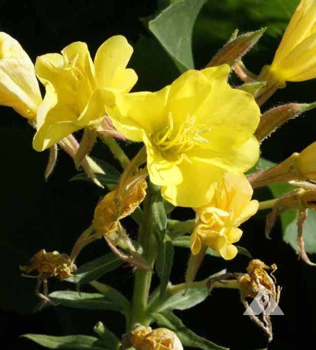 Evening Primrose Yellow Flower. 1500 Seeds. Free Shipping!