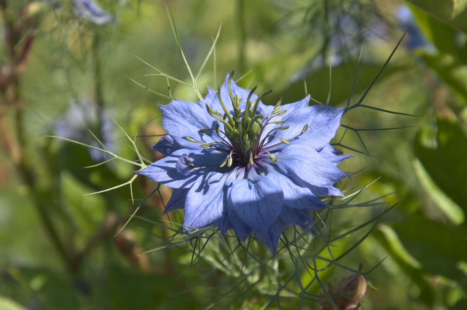 Flower Seeds -Jewels Indigo-100 Seeds- Love in a Mist- Annual Flower-Nigella