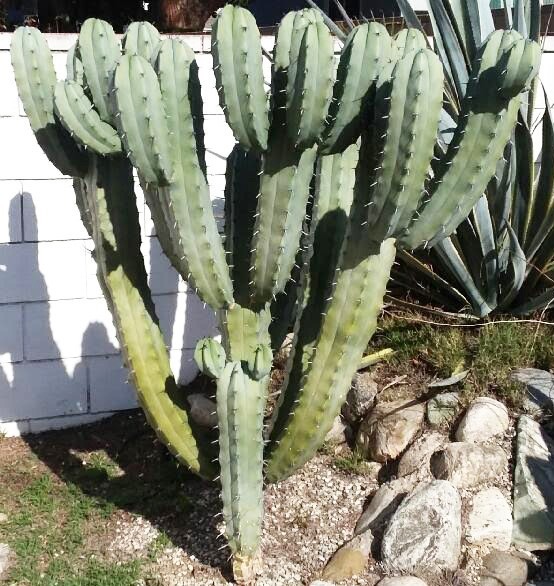 Live Cactus Cuttings – Myrtillocactus Geometrizans Blue Candle (16 inches)