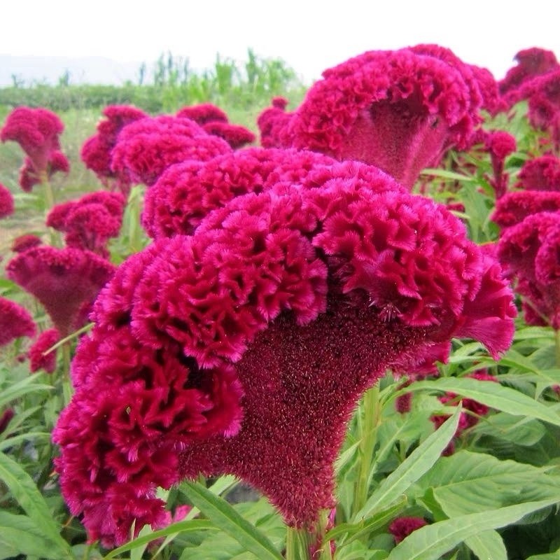 300 Cristata Mix Celosia Seeds | Non-GMO | Free Shipping 鸡冠花种子No Tracking