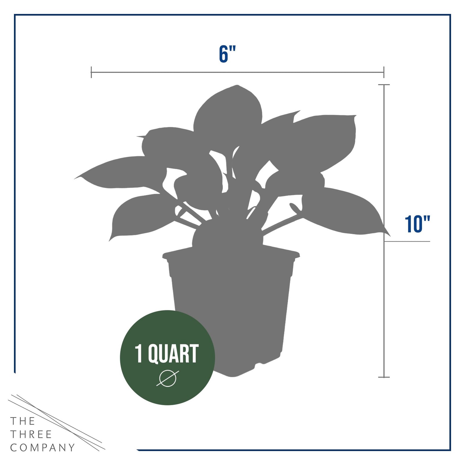 Hosta Plants First Frost Variety, 3 Per Pack, 10″ Tall, 1 Qt Pot