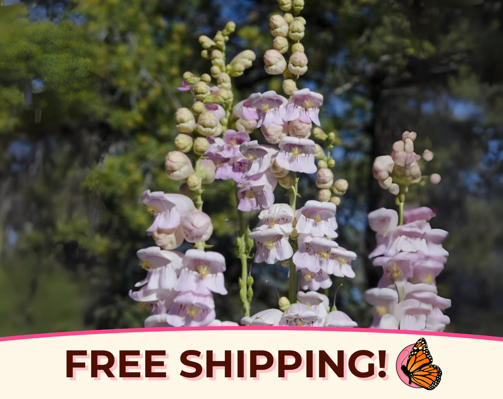 2100+ Palmer’s Penstemon Seeds | Native Wildflower Gardening, Penstemon palmeri