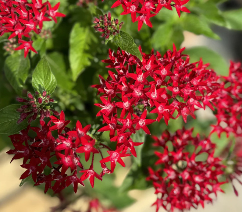 Set 2 Lil Red Pentas Plant – 4-8″ Tall – Compact Red Flowering Plant for Pollina