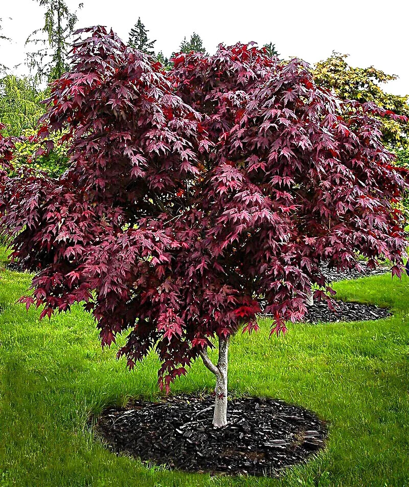 “BLOODGOOD” Red Japanese Maple Tree Seeds (Palmatum atropurpureum) Hardy Bonsai