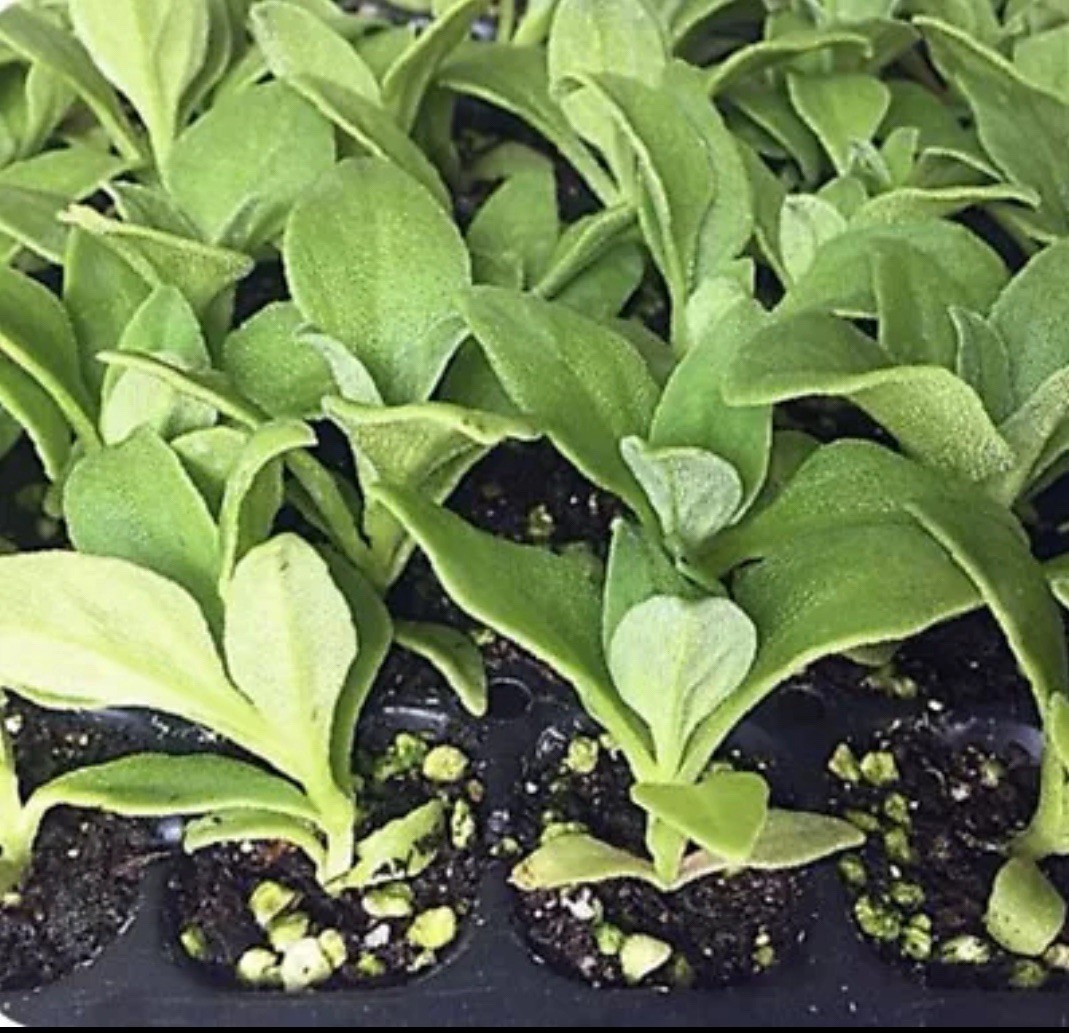 160ct+ Organic Crystalline Ice Plant (Bing Cai) Seeds | Produced in 2024