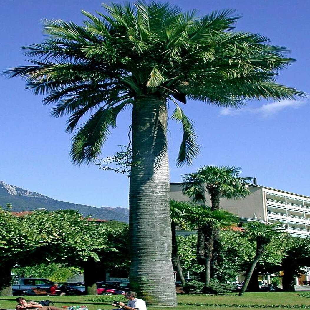 Chilean Wine Palm Tree Seeds (Jubaea chilensis) Largest Palm in World, Hardy-8