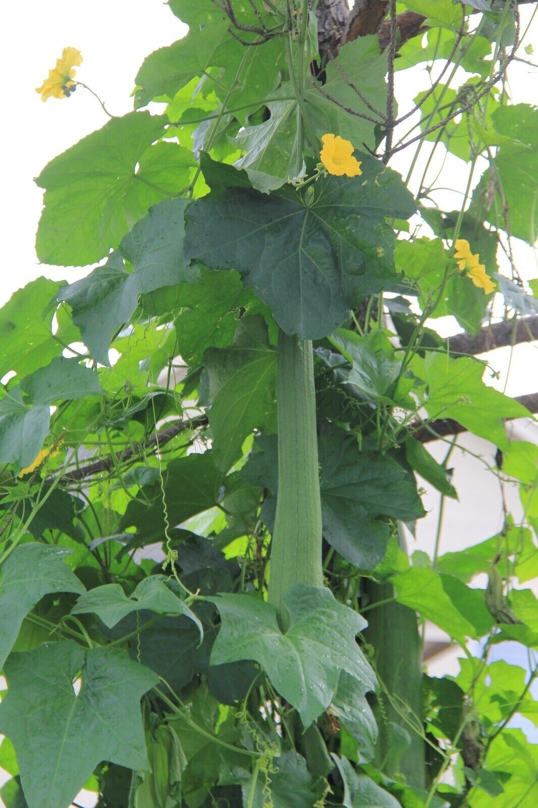 20+ Organic Luffa Gourd Seeds -Hột Mướp Hương -Organic NON-GMO – Free Shipping!