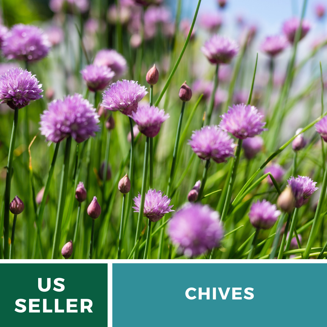 Chives – 100 Seeds – Culinary & Medicinal Herb – Heirloom – NonGMO