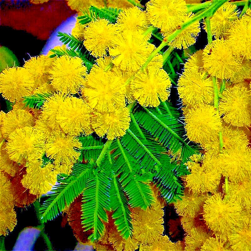 20 GOLDEN MIMOSA Tree Seeds Acacia baileyana Yellow Wattle Flower Fast Growing