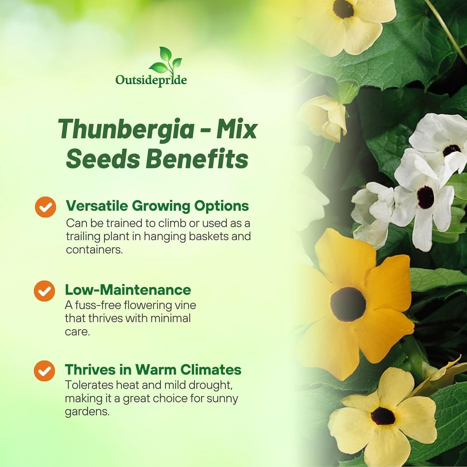 200 Seeds Thunbergia Seed Mix – Orange, Yellow and White