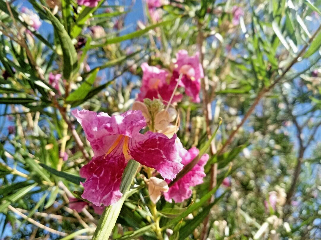 20+ DESERT WILLOW SEEDS Fresh AZ Purple Rose Orchid Drought Toler FREE SHIP