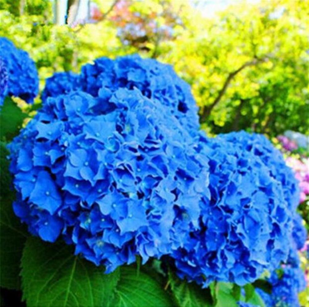 20 EXOTIC RARE HYDRANGEA SEEDS for garden bloom flower bed plant bush USA SELLER