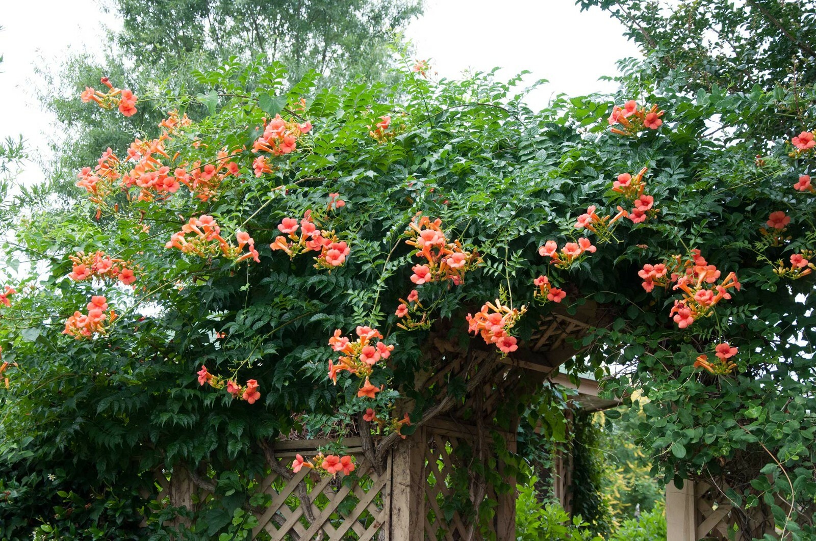 100+ Hardy Red/Orange Trumpet Vine (Campsis radicans) Seeds Attract Hummingbirds