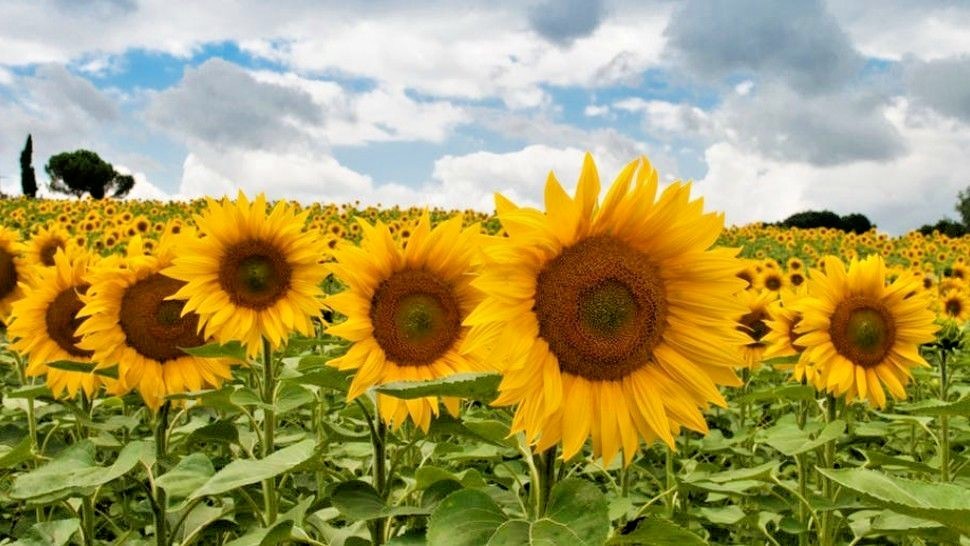 50+Sunspot DWARF SUNFLOWER Seeds Native Wildflower Flowering Annual Container
