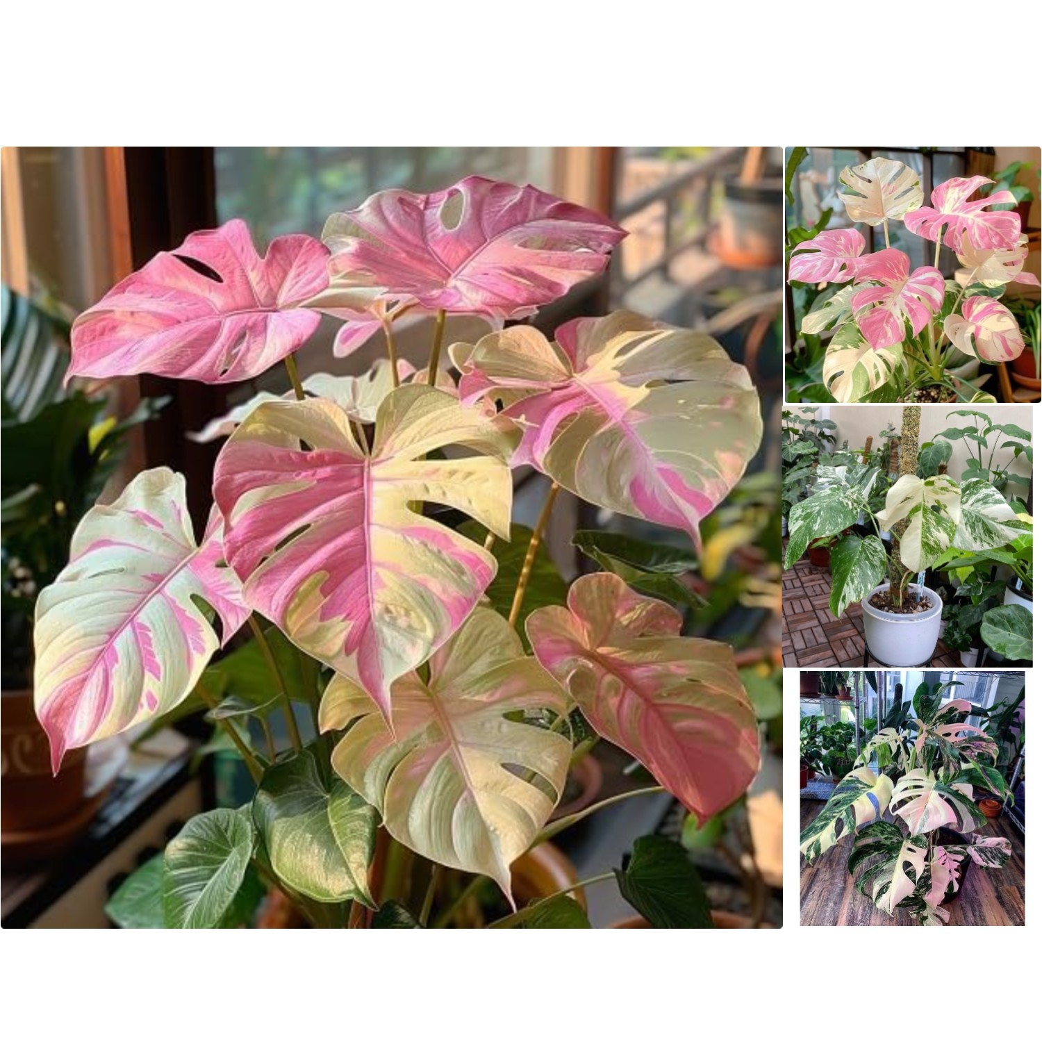 50-Pcs Mixed Monstera Seeds – Rare Tropical Foliage for Indoor & Outdoor Grace