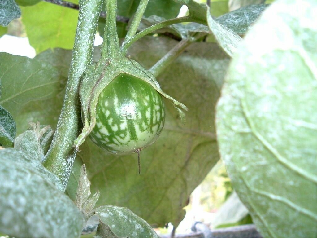 20+ Kermit Eggplant Seeds for Planting Round Thai Eggplant Solanum melongena