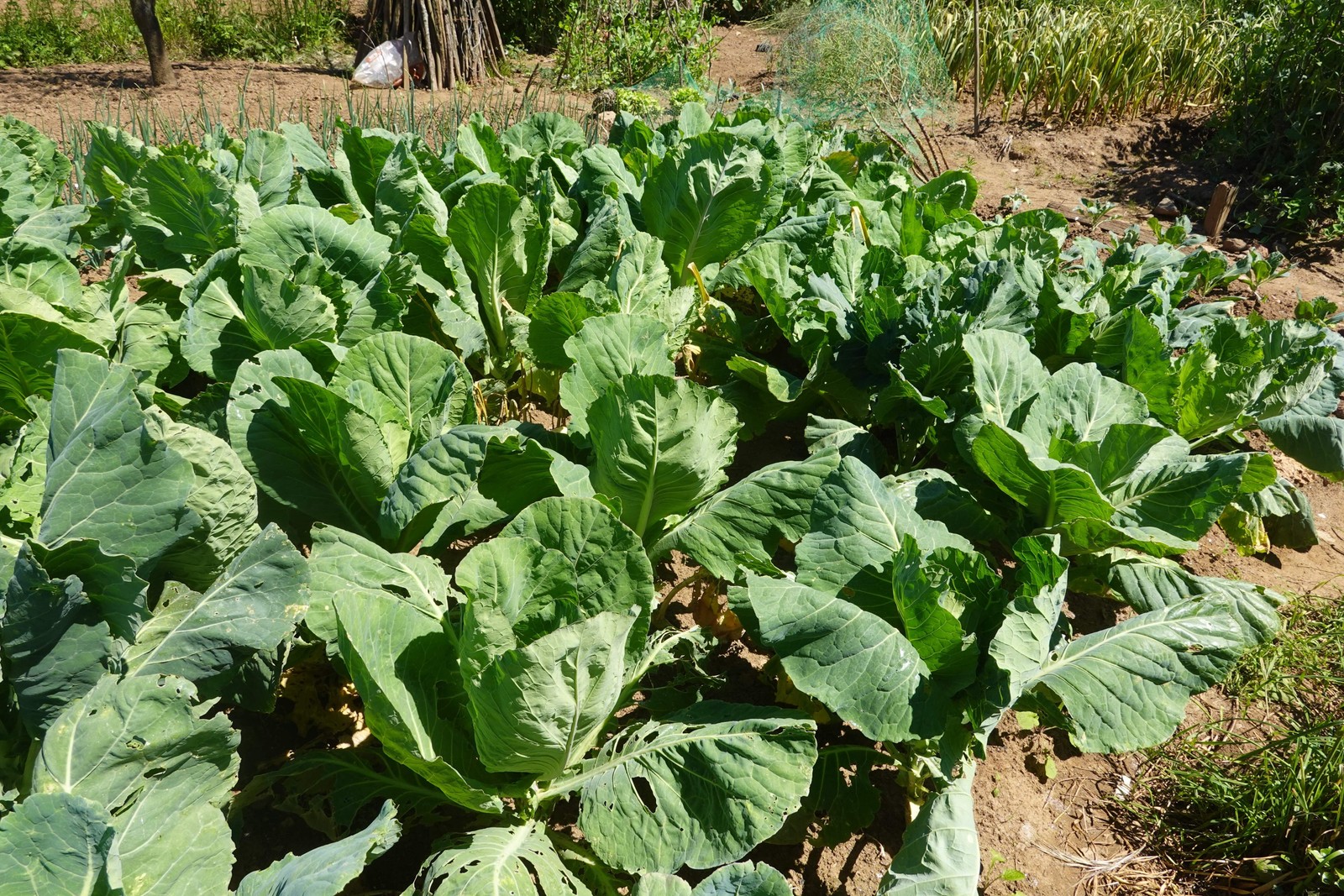 1500 MORRIS HEADING COLLARDS Collard Green Brassica Oleracea Vegetable Seeds