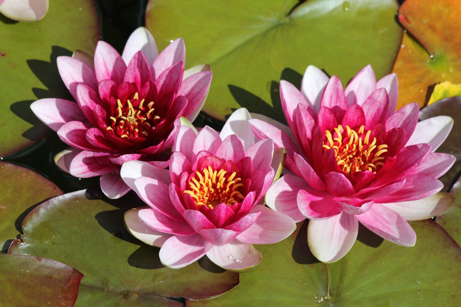 3 Organic Mixed Colors LOTUS Nelumbo Pond Water Lily Lilypad Blue Flower Seeds