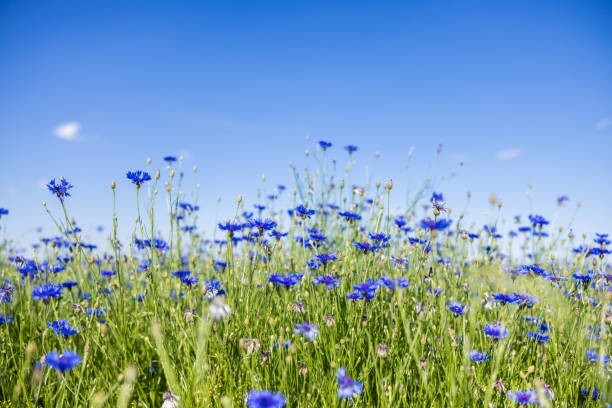 250 DWARF BLUE BACHELOR BUTTTON CORNFLOWER SEEDS | 2026 SALE NON GMO HEIRLOOM