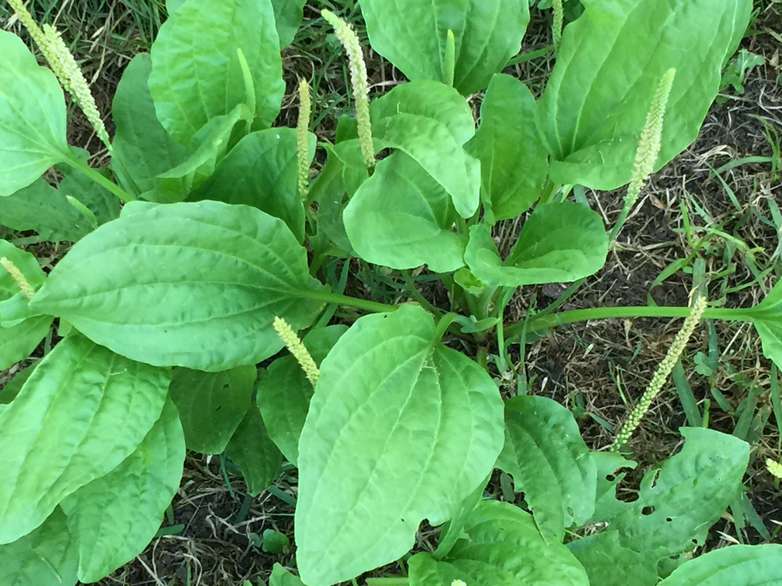2000 Broad Leaf Home Garden Organic Plantain Plantago Major Rosularis Herb Seeds