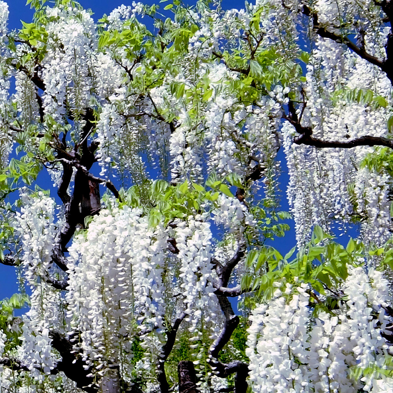 White Wisteria floribunda Alba Tree Seeds Climbing Flower Vine Plant Rare Hardy