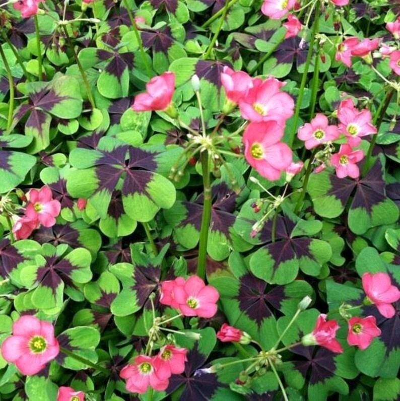 Pack of 15 Gorgeous Iron Cross Shamrock Oxalis Tetraphylla Bulbs