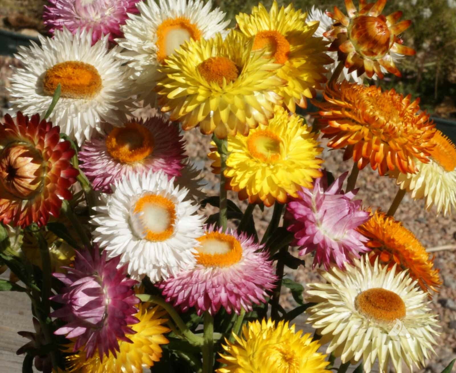 STRAWFLOWER DWARF Mixed Dried Flowers Cut Flowers 18″ Tall Non-GMO 500 Seeds!