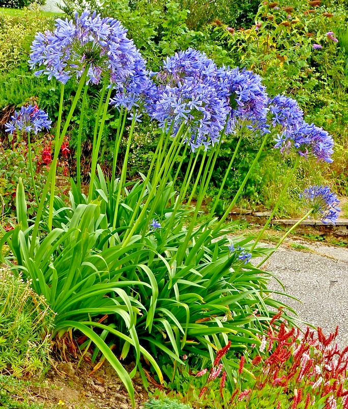 blue Lily of the Nile 100 seeds. Agapanthus. EZ to grow, hardy too zone 7. USA.
