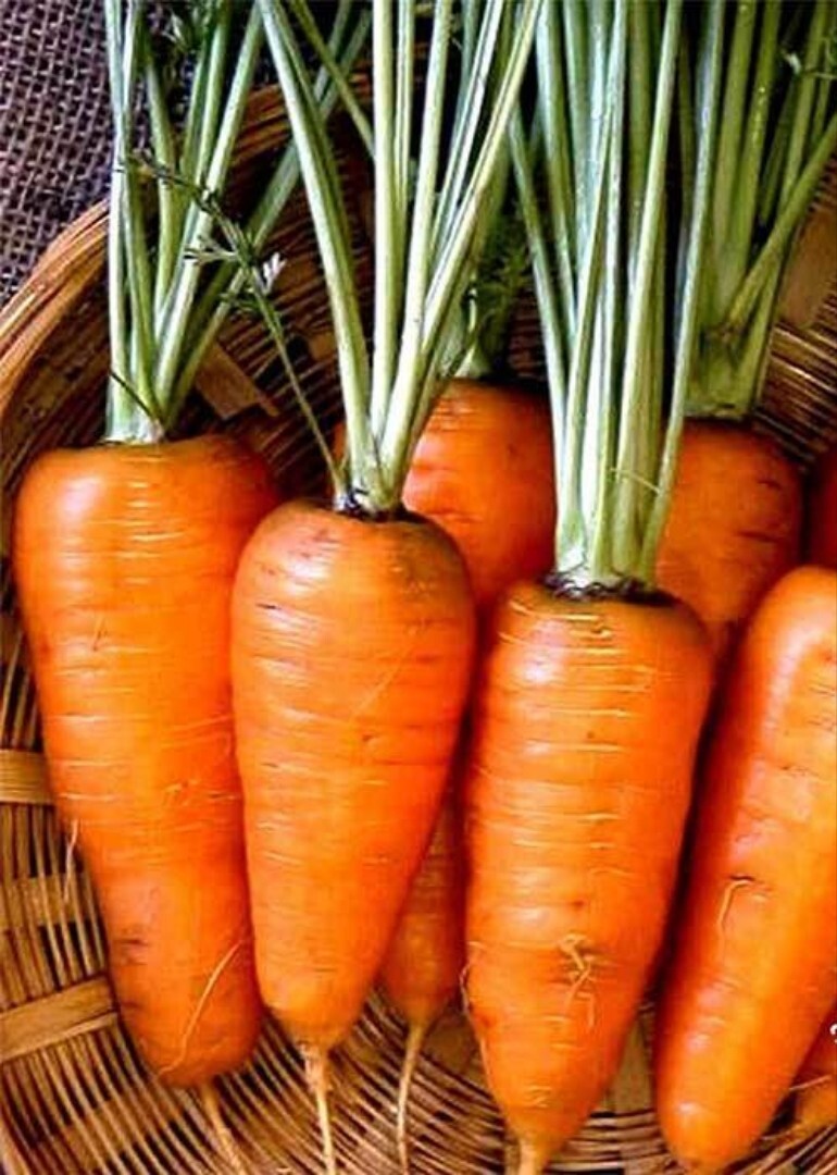 1000+ Chantenay Red Core Carrot Seeds | NON-GMO | Heirloom | Fresh Garden Seeds